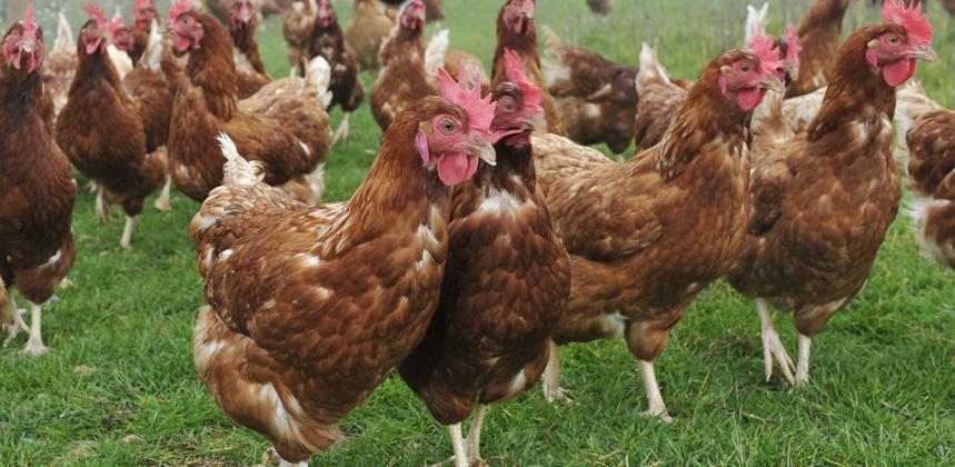 Influenza aviaire : Passage au niveau de risque élevé