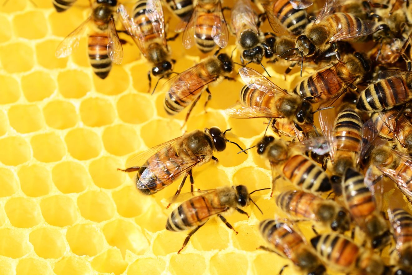 Déclarez vos ruches entre le 1er septembre et le 31 décembre !