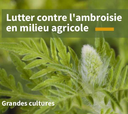 L'ambroisie : une plante incommodante