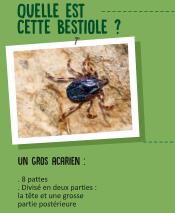 C’est la pleine saison des tiques